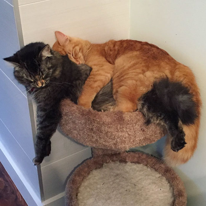 gatos-dormidos-juntos-cama-pequena-lili-renley (5)