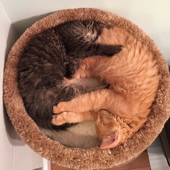 gatos-dormidos-juntos-cama-pequena-lili-renley (6)