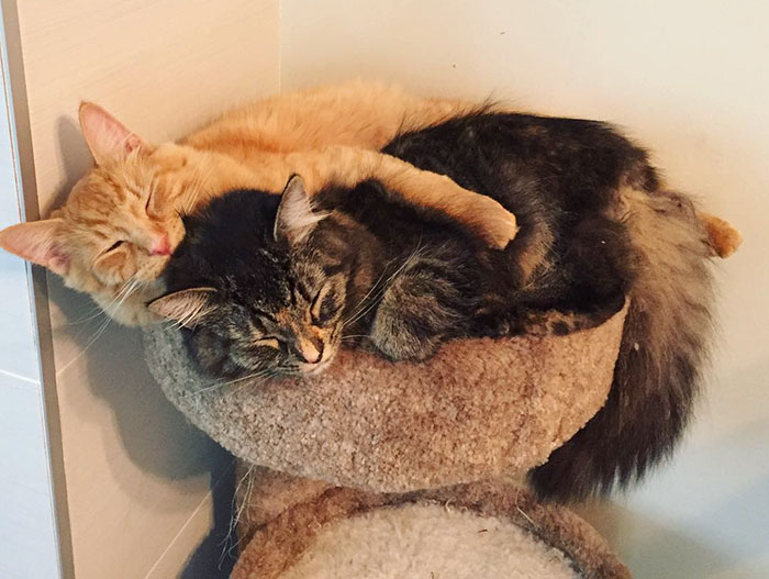 gatos-dormidos-juntos-cama-pequena-lili-renley (7)