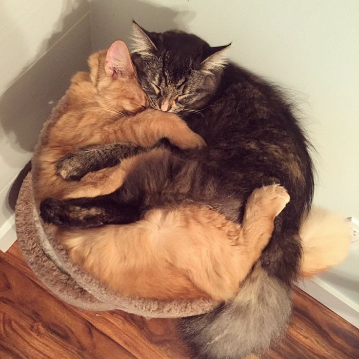 gatos-dormidos-juntos-cama-pequena-lili-renley (8)