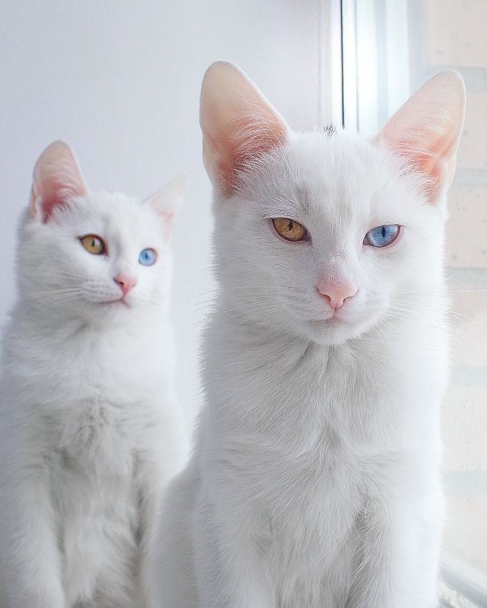 Estos son los gatos gemelos más hermosos del mundo