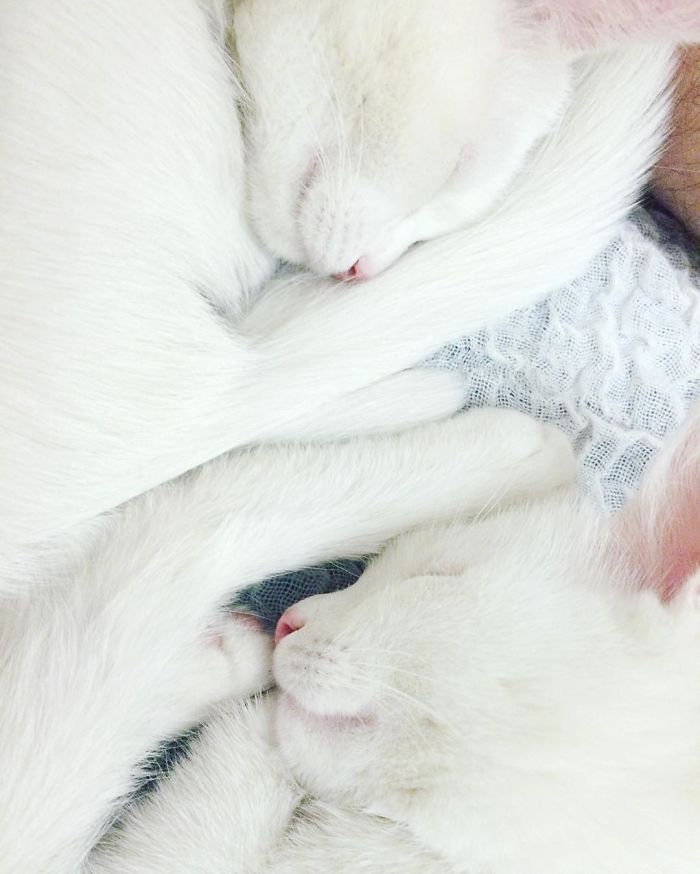 Estos son los gatos gemelos más hermosos del mundo