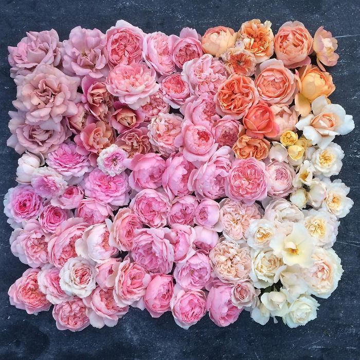 instagram-flores-floret-flowers-erin-benzakein (1)