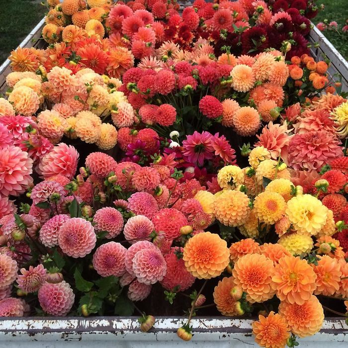instagram-flores-floret-flowers-erin-benzakein (11)