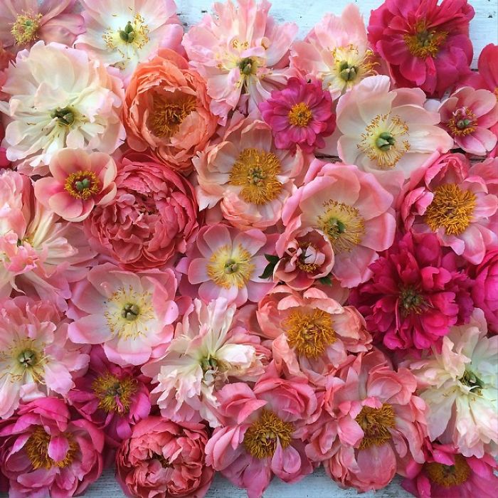 instagram-flores-floret-flowers-erin-benzakein (2)