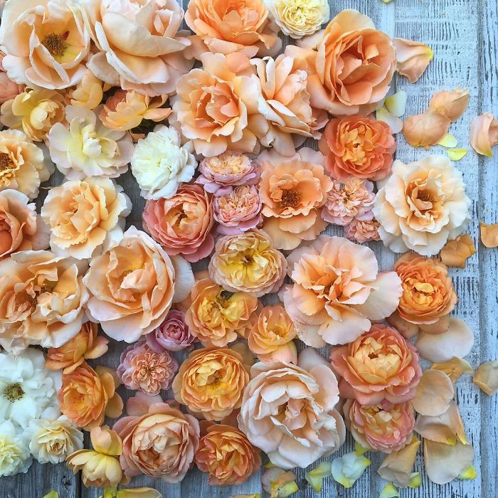 instagram-flores-floret-flowers-erin-benzakein (8)