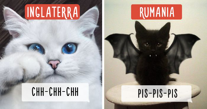 Cómo llama la gente a los gatos en distintos países