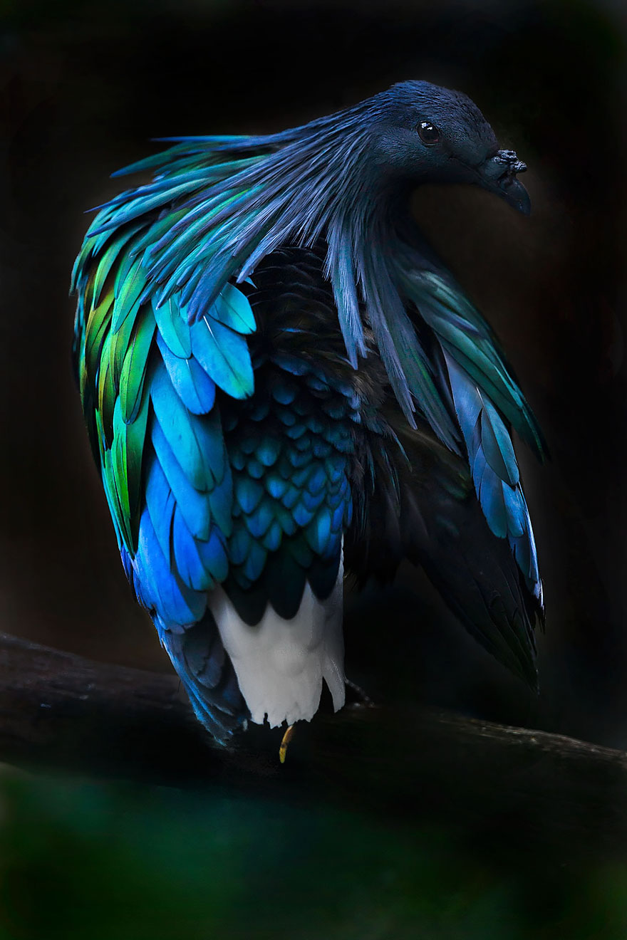 paloma-nicobar-especie-cercana-dodo (1)