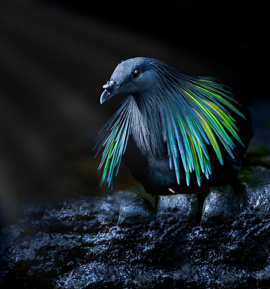 paloma-nicobar-especie-cercana-dodo (5)