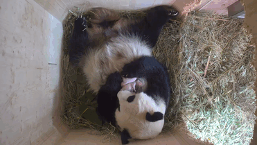 panda-gigante-yangyang-oseznos-gemelos-zoo-schonbrunn-austria (1)