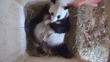 panda-gigante-yangyang-oseznos-gemelos-zoo-schonbrunn-austria (2)