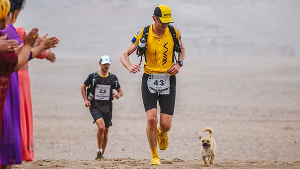 perro-callejero-corredor-maraton-dion-leonard-gobi-china (7)