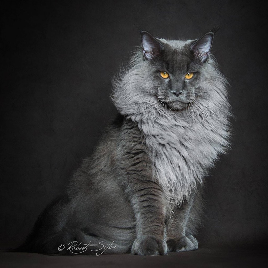 retratos-gatos-maine-coon-robert-sijka (12)