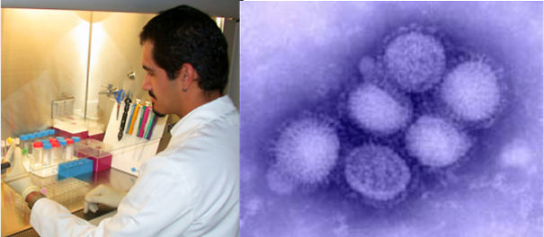 Aprendendiendo Sobre El Virus De La Influenza A Y H1n1