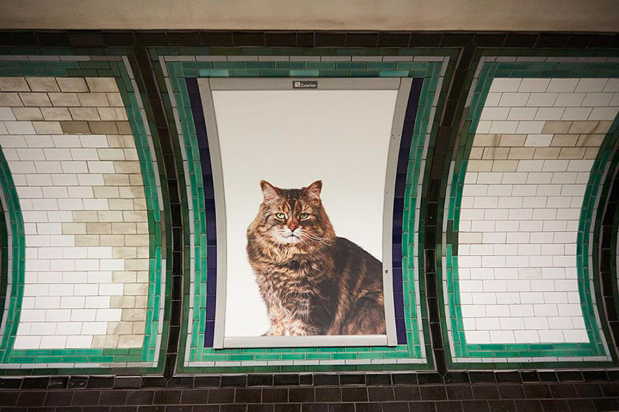 anuncios-gatos-estacion-metro-londres (2)