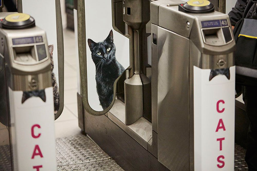 anuncios-gatos-estacion-metro-londres (3)
