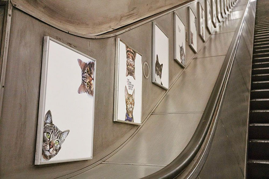 anuncios-gatos-estacion-metro-londres (4)