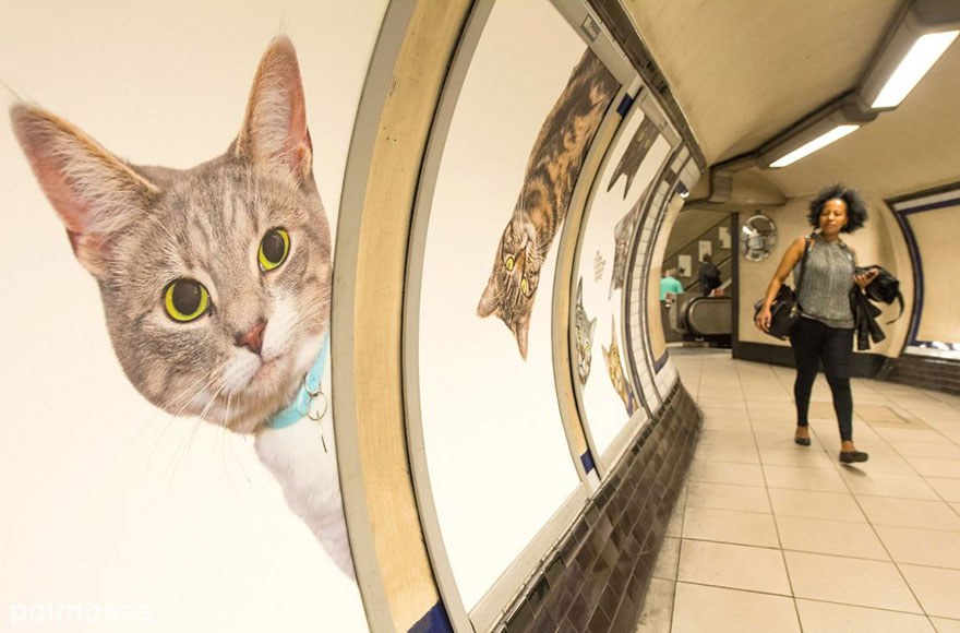 anuncios-gatos-estacion-metro-londres (5)