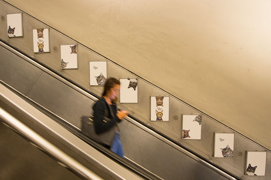 anuncios-gatos-estacion-metro-londres (7)