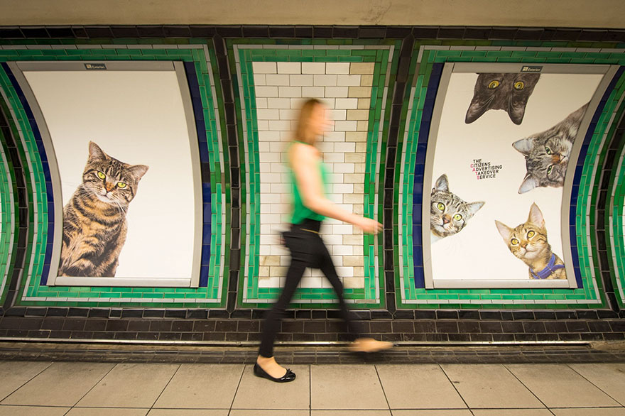 anuncios-gatos-estacion-metro-londres (9)