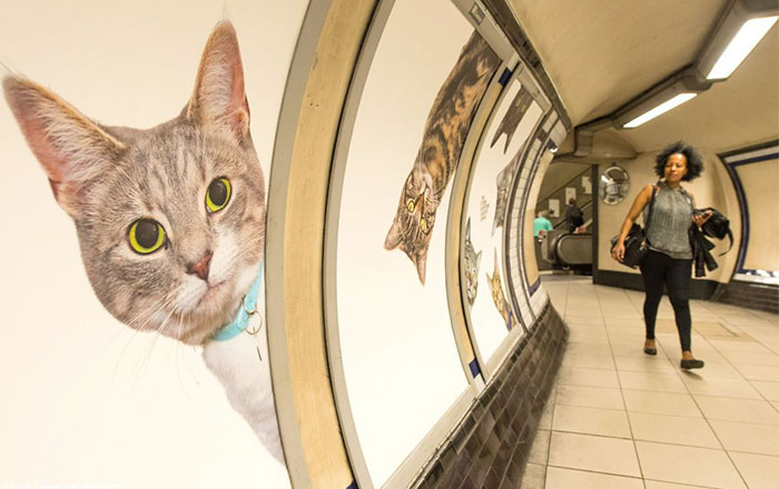 Toda la publicidad de esta estación de metro de Londres ha sido cambiada por fotos de gatos
