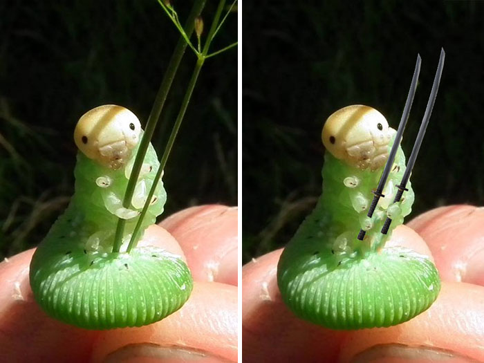 Esta oruga sosteniendo unas hierbas desata una batalla de photoshop