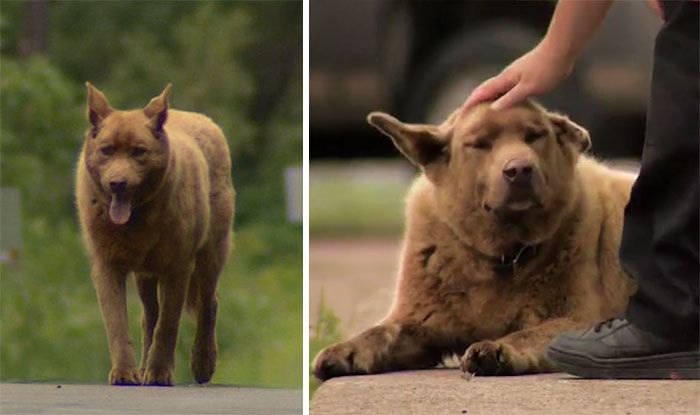 Cada día este viejo perro camina 6,5 kms hasta el pueblo para saludar a la gente