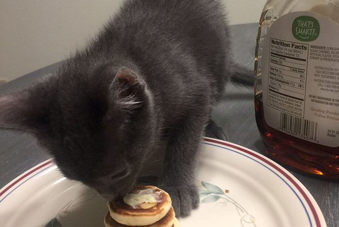 A esta chica le preocupaba dejar solo a su gato con su novio, pero este le hizo tortitas diminutas