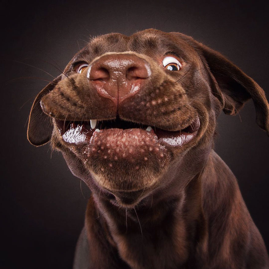 Este fotógrafo capta las divertidas expresiones de perros hambrientos al conseguir comida (2ª parte)
