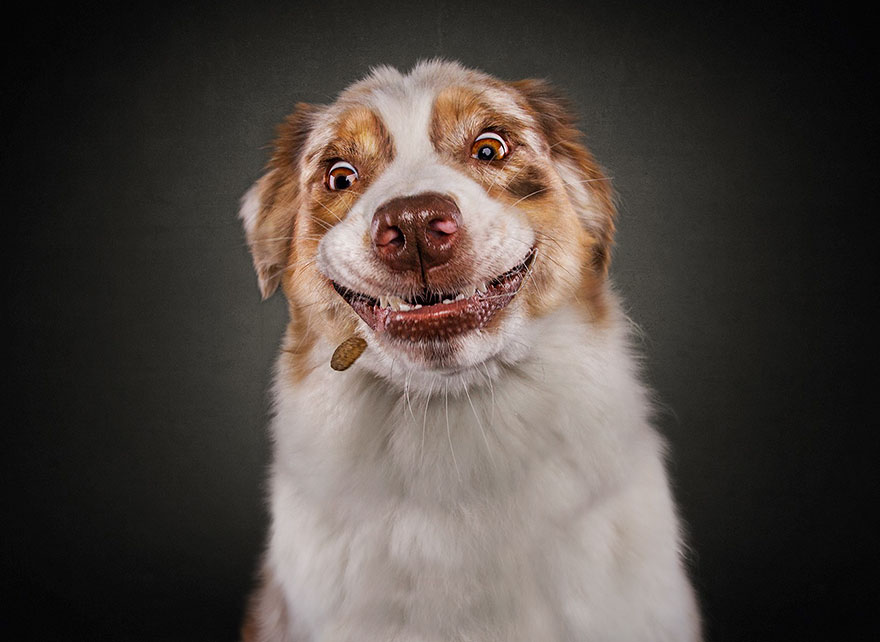 Este fotógrafo capta las divertidas expresiones de perros hambrientos al conseguir comida (2ª parte)