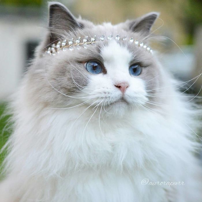 gato-princesa-aurora-instagram (2)