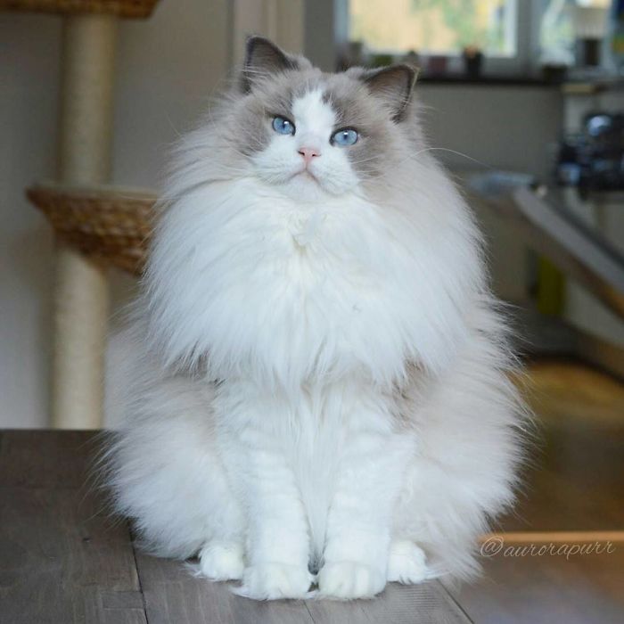 gato-princesa-aurora-instagram (3)