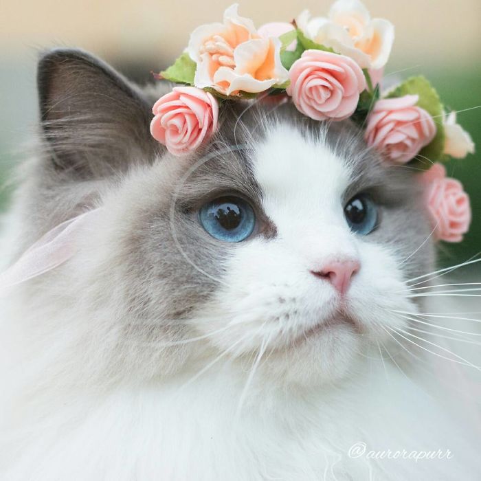 gato-princesa-aurora-instagram (4)