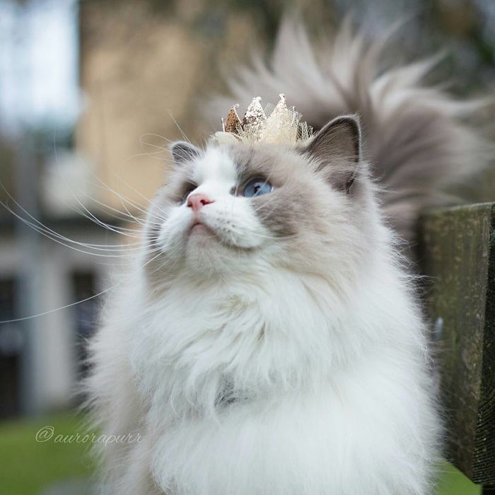 gato-princesa-aurora-instagram (5)