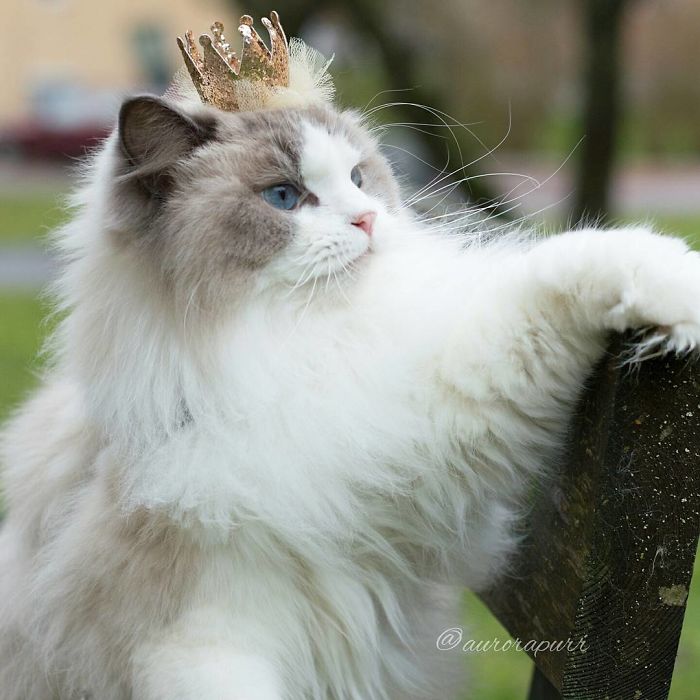 gato-princesa-aurora-instagram (6)
