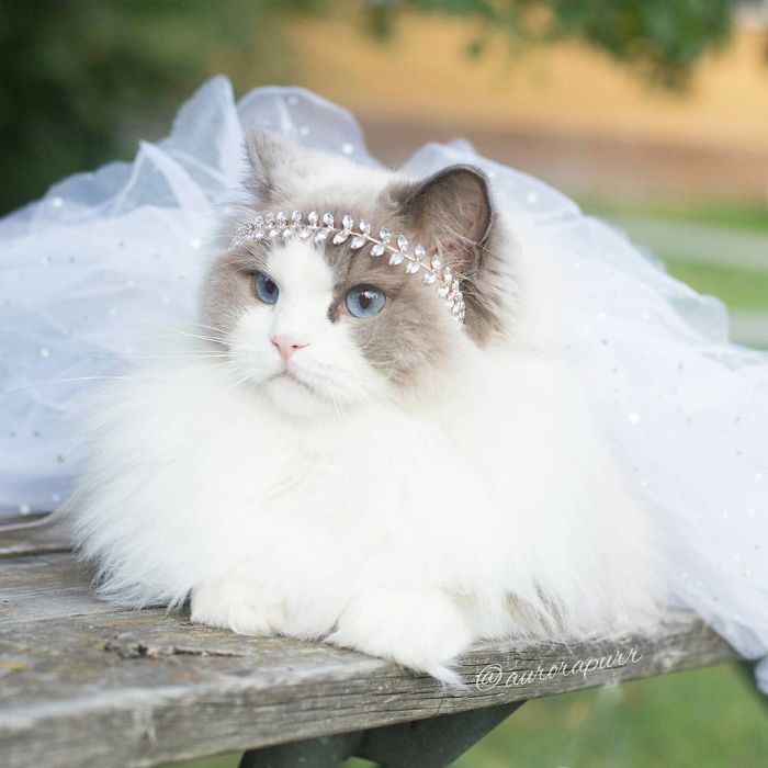 gato-princesa-aurora-instagram (9)
