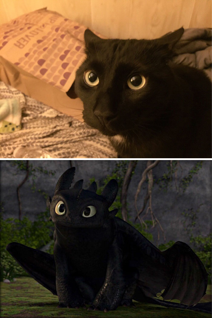 gatos-negros-parecidos-desdentado (1)