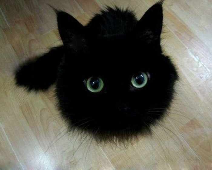 gatos-negros-parecidos-desdentado (2)