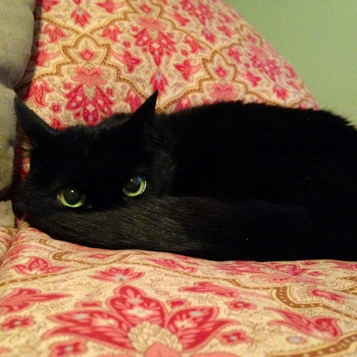 gatos-negros-parecidos-desdentado (3)