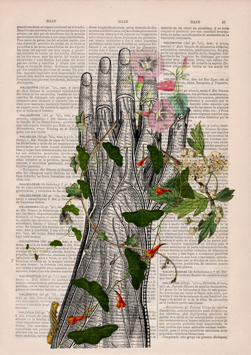 ilustraciones-anatomicas-flores-libros-viejos-prrint (10)