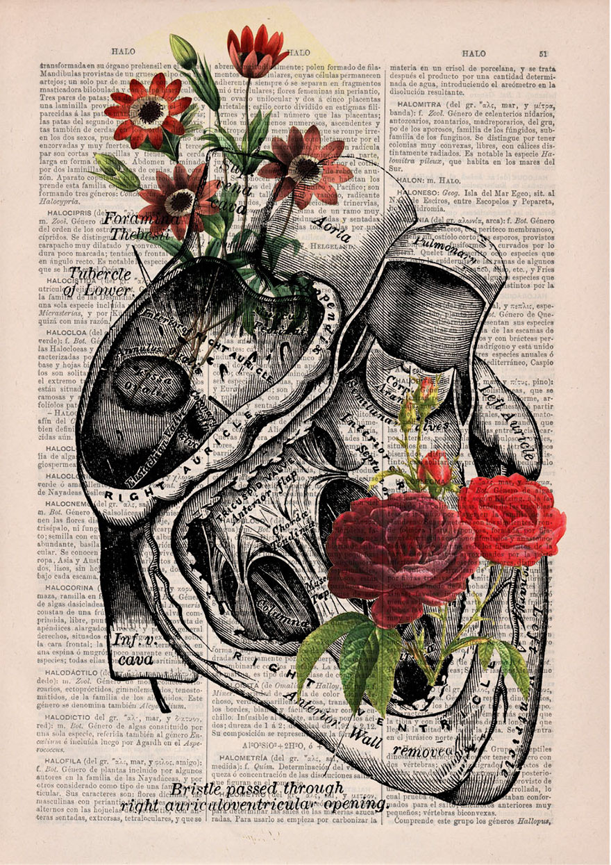 ilustraciones-anatomicas-flores-libros-viejos-prrint (3)