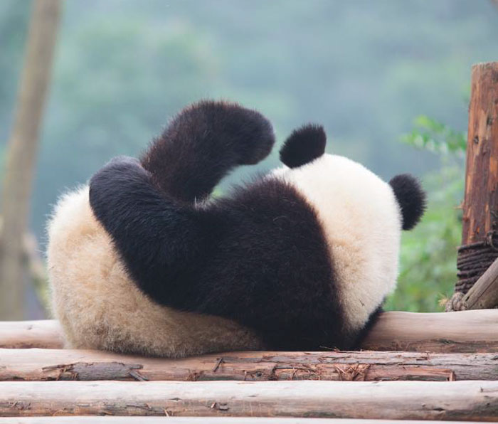 panda-gigante-especie-no-amenazada