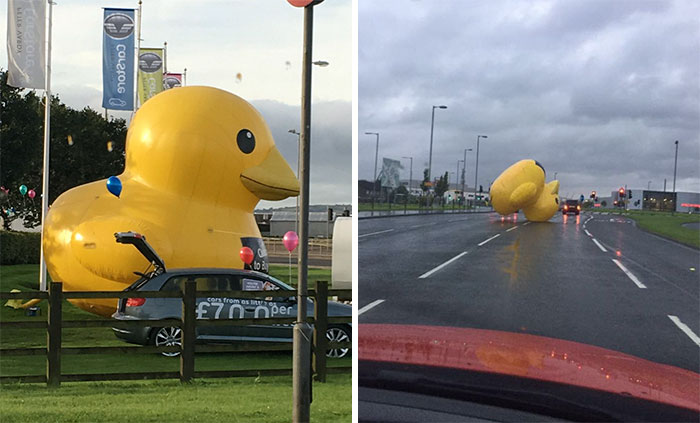 El apocalipsis de los patos gigantes hinchables ha comenzado en Escocia (Vídeo)