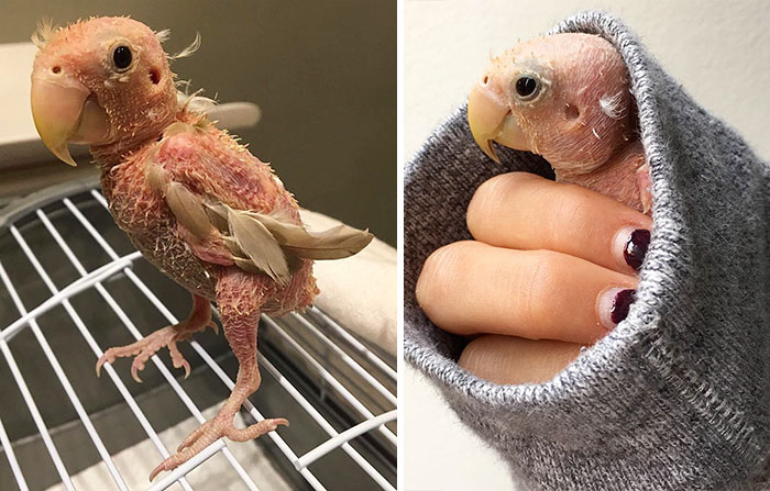 Todos adoran a este periquito sin plumas y le envían minijerséis para que no se congele