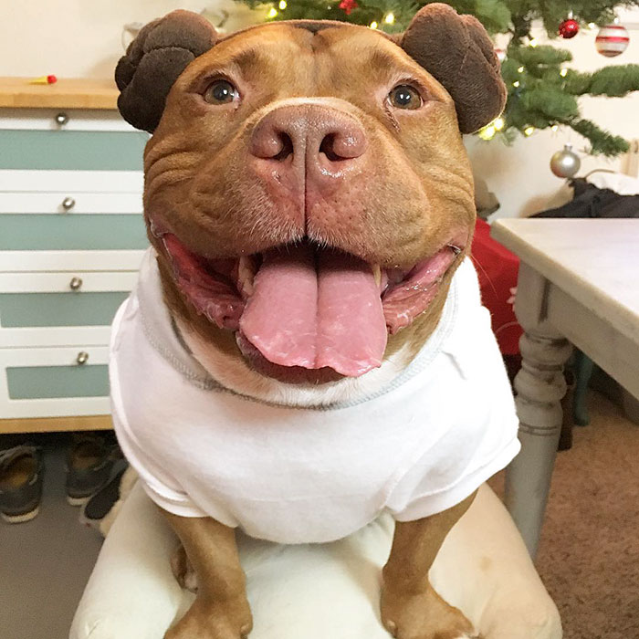 perro-pitbull-rescatado-sonrisa-instagram-meaty (11)