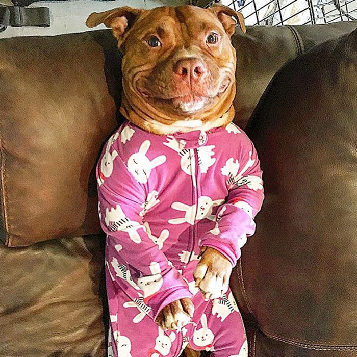 perro-pitbull-rescatado-sonrisa-instagram-meaty (12)