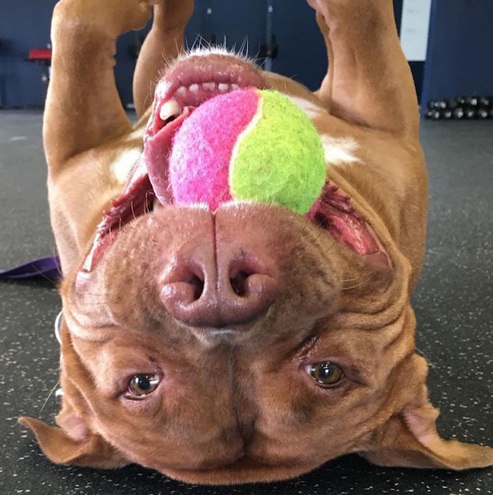 perro-pitbull-rescatado-sonrisa-instagram-meaty (2)