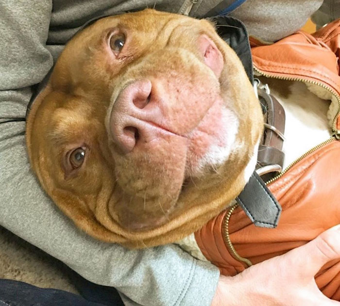 perro-pitbull-rescatado-sonrisa-instagram-meaty (3)