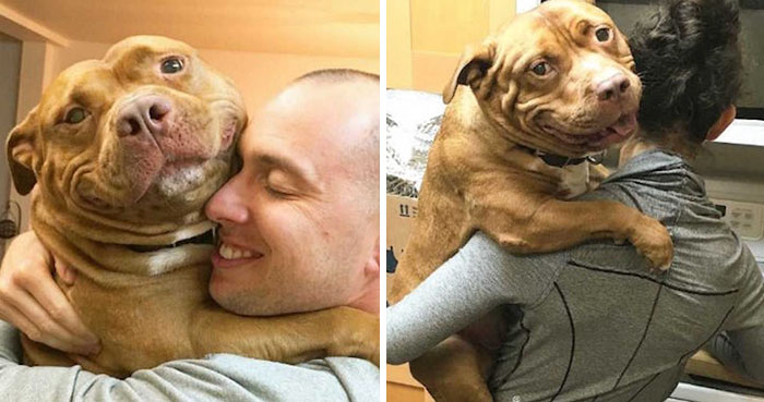 perro-pitbull-rescatado-sonrisa-instagram-meaty (4)