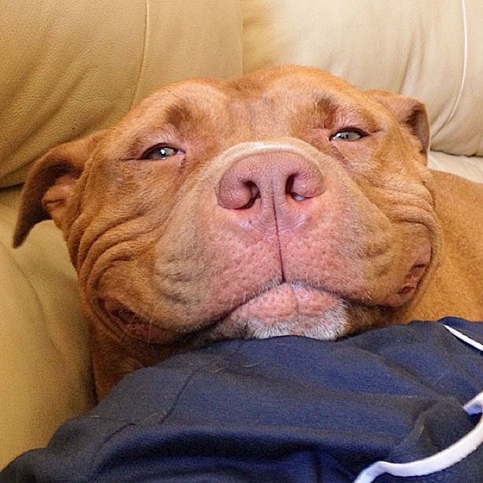 perro-pitbull-rescatado-sonrisa-instagram-meaty (6)